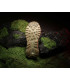 Pentagon Python Sneakers Freelock Edition | Sabotage Oddal