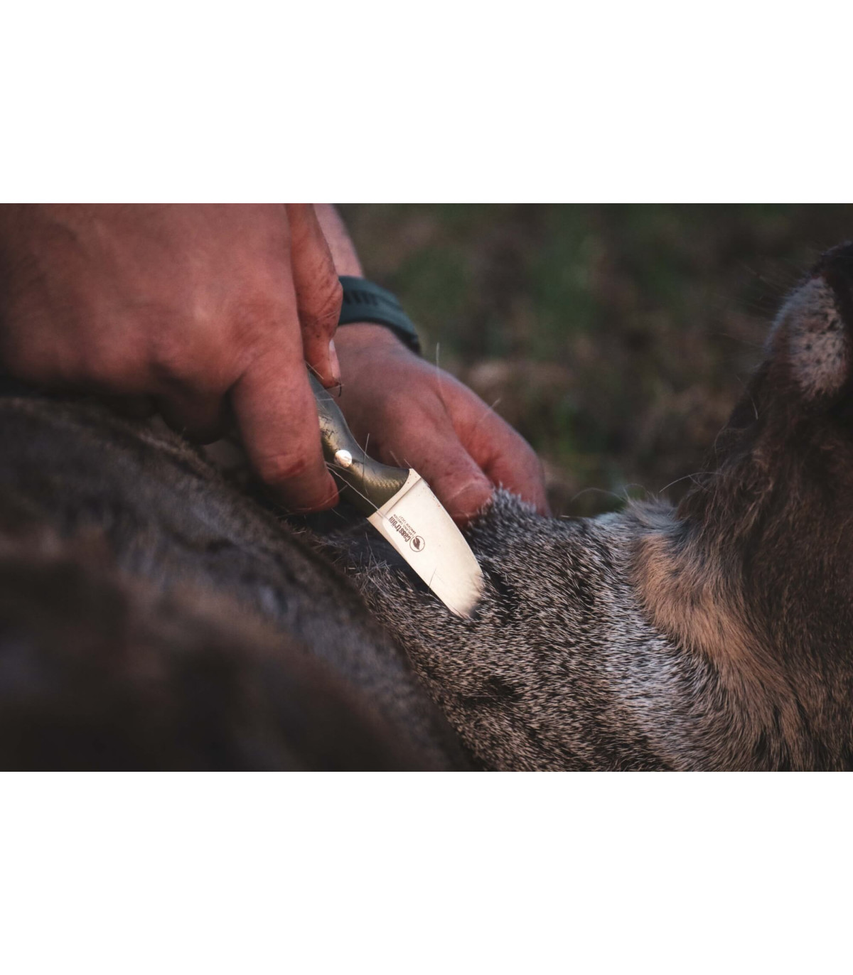 Casstrom Safari Mini Hunter Stabilised Curly Birch Stainless Steel